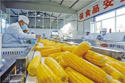 鲜食玉米链出“黄金产业” 保健食品生产的新蓝海