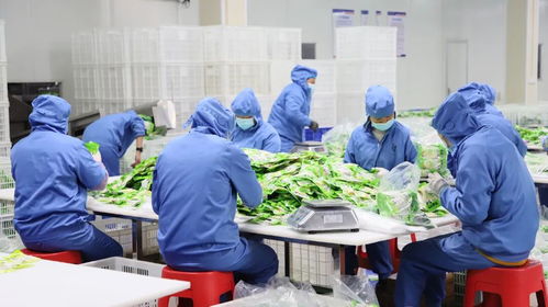 峡谷突围记 解码盐津 百亿gdp 背后的产业密码