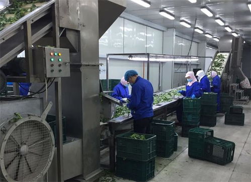 复工进行时 公司下属食品加工厂全面恢复生产